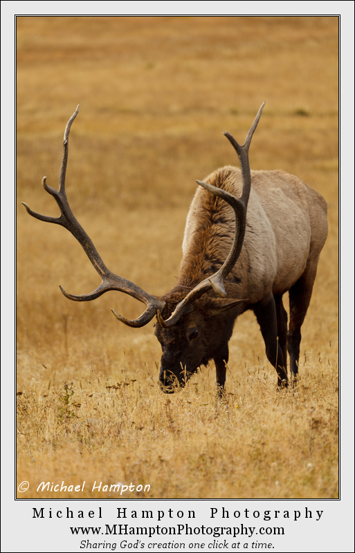 Elk