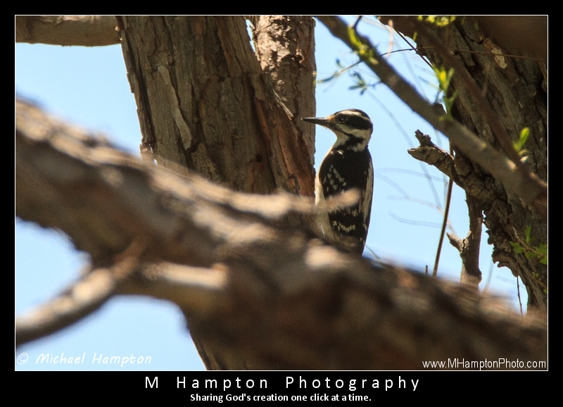 Hairy Woodpecker