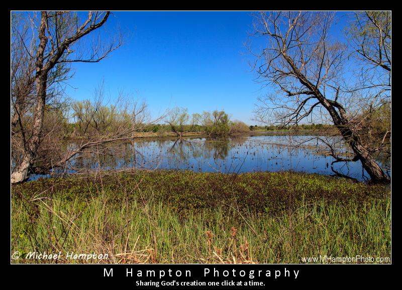 Bittern Marsh