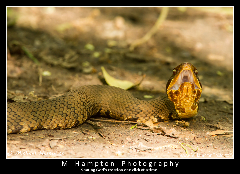 Water Moccasin!