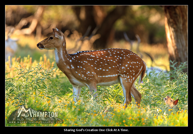 baby axis deer