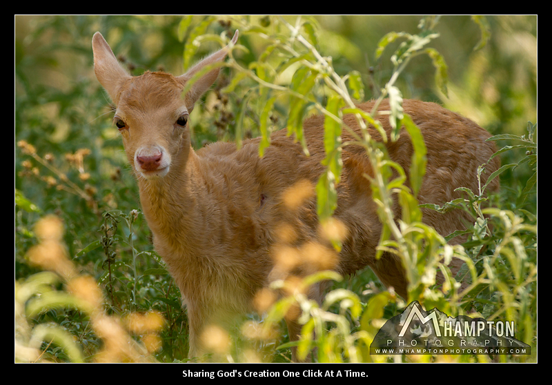 baby axis deer